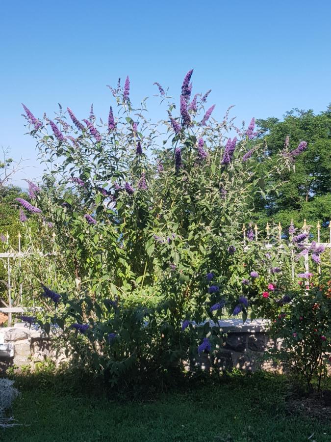 אופטיה Apartmani Adria מראה חיצוני תמונה